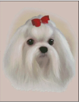 (image for) Maltese